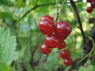 Ripe red currant