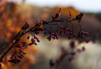 Berries of barberry on branch autumn background