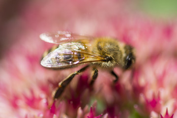 Biene auf Blüte - Makroaufnahme