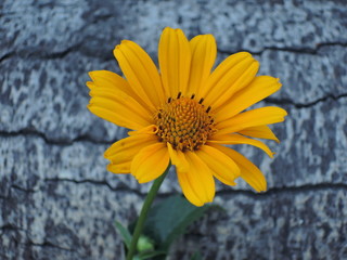 Yellow flower on dark background 