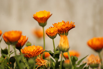 Beautiful orange calendula flowers in spring