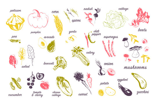 Vector hand drawn illustration of fresh raw vegetables isolated on white background. Sketch style. Healthy food element set: tomato, cucumber, beets, onion etc. Good for menu, banner, packaging design