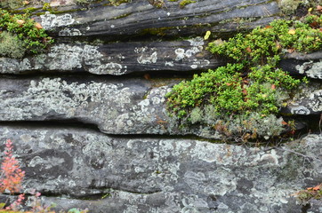 Natural landscape stone with tree