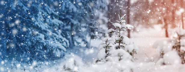 Beautiful tree in winter landscape in late evening in snowfall