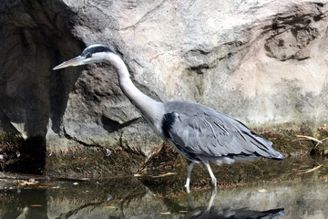 Curious Heron is hunting  
