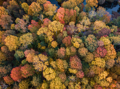 Aerial view of yellowish forest with some red trees in autumn
