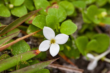 Roundleaf bluet blossoming along a dry hammock trail in the Lower Suwannee National Wildlife Reserve