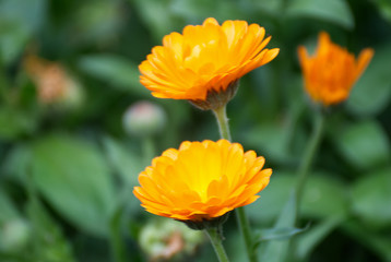 Beautiful orange calendula flowers in spring