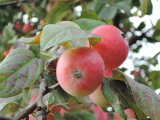 Ripe apples in the garden