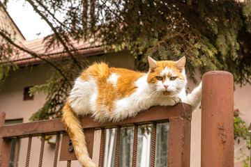 Lazy cat on the fence
