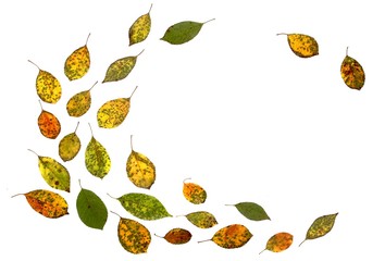 Autumn leaves isolated on white background. Colorful cherry tree leaves as frame or border.