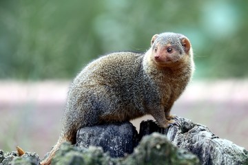 Curious Mongoose is watching you