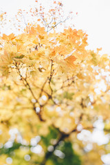 Maple Leaves In Autumn