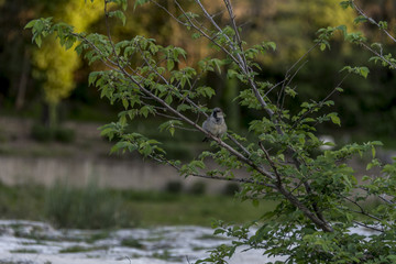 oiseau sur une branche