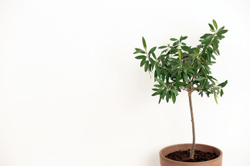 Flowerpot with young olive tree on light background. Space for text