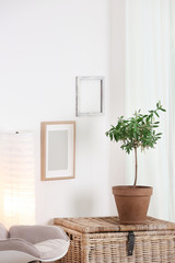 Stylish room interior with young olive tree