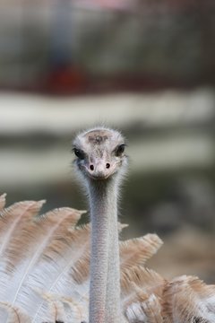 Female Ostrich is watching you 