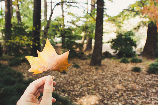 maple leaf on the heand