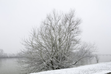 Giboulée de première neige sur arbres au bord de Loire 41220