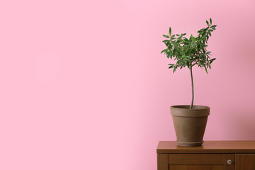 Olive tree in pot and space for text on color background