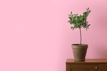 Fototapete Toilette Olive tree in pot and space for text on color background  © New Africa