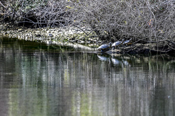 Tortues d'eau