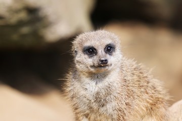 Fototapeta premium Curious Meerkat is watching you 