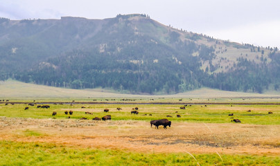 Obraz premium Bisons in Yellowstone
