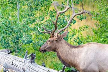 Naklejka na ściany i meble Elk in Yellowstone