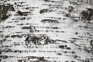 pattern of birch bark with black birch stripes on white birch bark and with wooden birch bark...