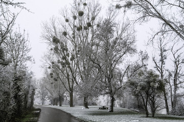 Fototapeta na wymiar Giboulée de première neige sur arbres au bord de Loire 41220