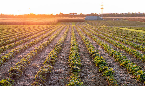 Image of a beautiful sunset with fields and landscape