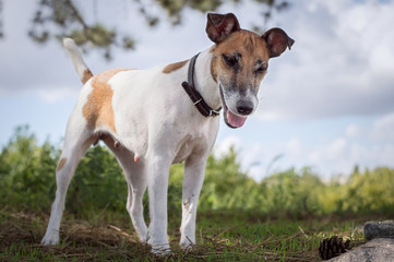 A pedigree dog, a fox terrier for a walk, a faithful pet