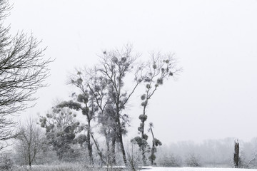 Giboulée de première neige sur arbres au bord de Loire 41220