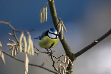 Blaumeise sitzt auf Ast und beobachtet neugierig die Umgebung