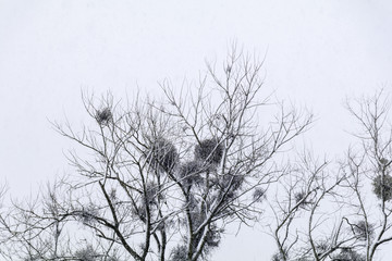 Giboulée de première neige sur arbres au bord de Loire 41220