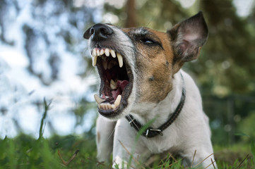 Aggressive dog, fox terrier with a grin, barks