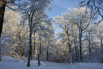 Bäume mit Schnee und Sonnenlicht im Märchenwald