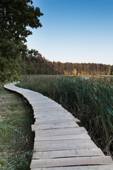 The wooden platform runs along the reeds on the bank of the lake against the background of forest that illuminated by the light of the setting sun. 