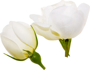 white tea roses without stems on white background