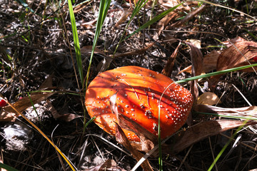 mushroom in the forest