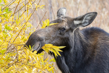 "Tasty Willows" © scottevers7