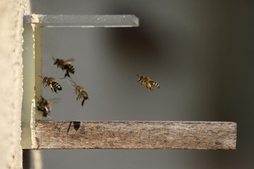 Bienen im Anflug auf Bienenstock © scaleworker