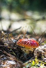 Beautiful red fly agaric on a sunny autumn forest glade