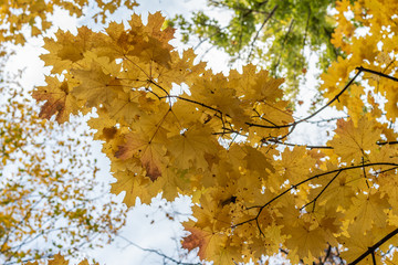 autumn leaves against blue sky