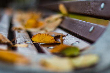 autumn leaves on a wooden background