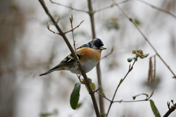 Bergfink sitzt auf Ast und schaut neugierig