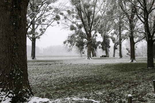 Giboulée de première neige sur arbres au bord de Loire 41220