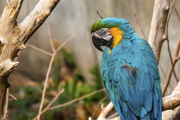Blue and Gold Macaw