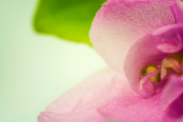Pink flower petals close-up.